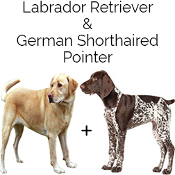 German Shorthaired Lab Dog
